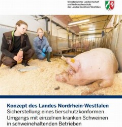 Vorschaubild Kranke Schweine.JPG